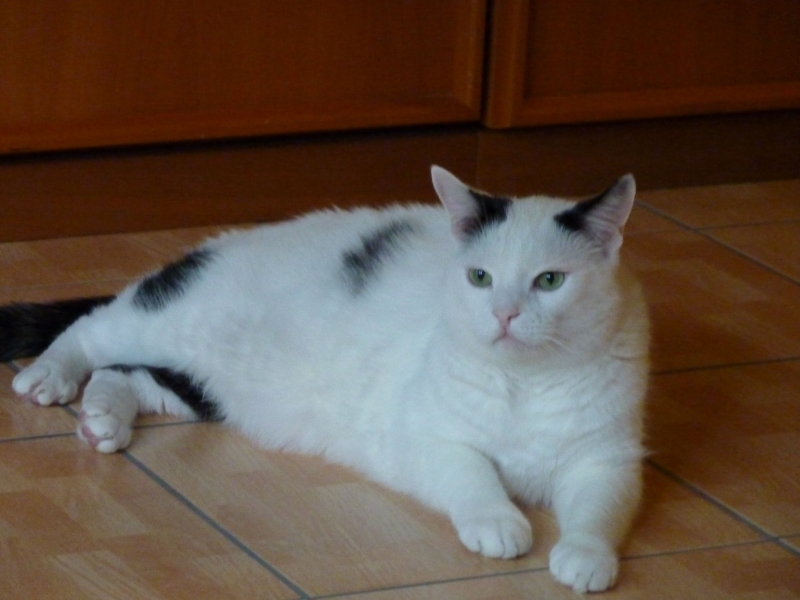 konsumgottinnen